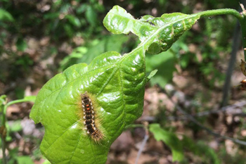 Caterpillar of browntail moth (Maine Forest Service Photo, May 26, 2016)